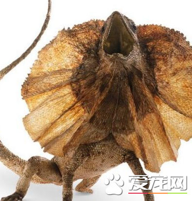 伞蜥饲养 伞蜥饲养可以喂食蟋蟀或者小老鼠