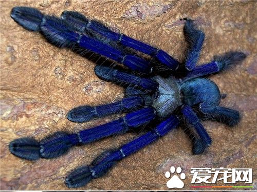 宠物蜘蛛饲养 宠物蜘蛛越小喂食频率越高