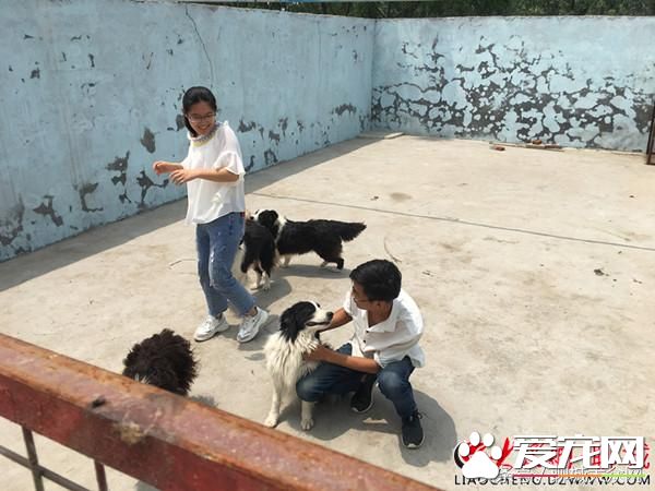 年轻人返乡饲养宠物狗狗 为家乡经济谋福利