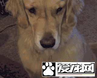 我们的佛系狗狗 会给人带来哪些故事