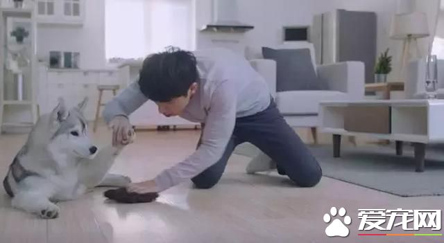 我们的佛系狗狗 会给人带来哪些故事