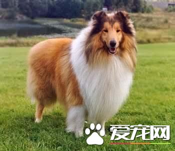 狗狗的智商排名大全(11-20)
