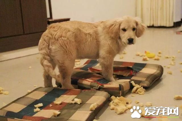 我们的佛系狗狗 会给人带来哪些故事