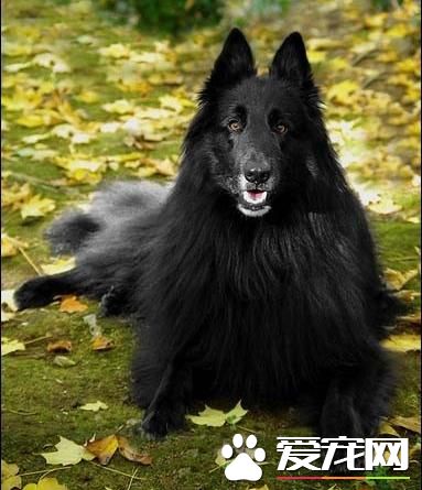 狗狗的智商排名大全(11-20)