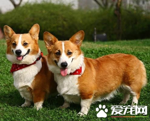 狗狗的智商排名大全(11-20)