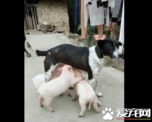狗狗的疑问 俺在喂奶怎么来了位猪