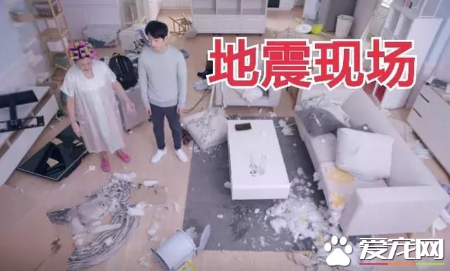 我们的佛系狗狗 会给人带来哪些故事