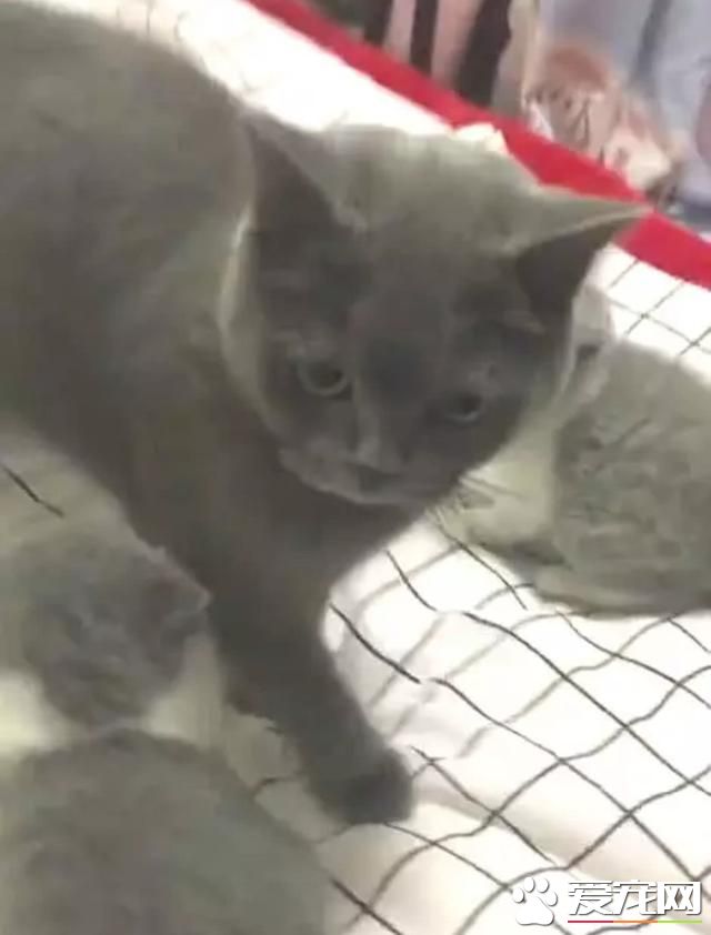 猫咪妈妈护短 主人吸猫被其发现狠狠瞪眼