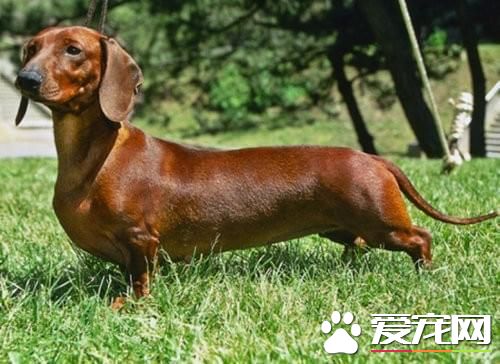 活泼可爱的腊肠犬的介绍 以及相关训练