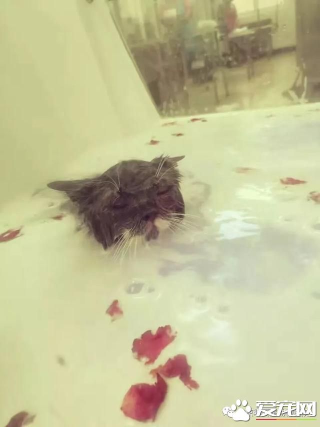 有什么好办法帮助宠物渡过换毛季节