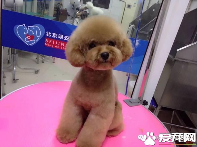 有什么好办法帮助宠物渡过换毛季节