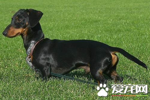 活泼可爱的腊肠犬的介绍 以及相关训练