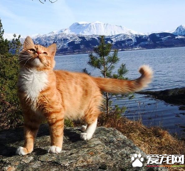 橘猫拥有超美膨尾 走路尾巴跟着摇曳生姿超霸气