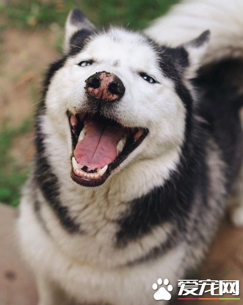 蝴蝶不请自来脸上蹭蹭 萌犬哈士奇超傻眼