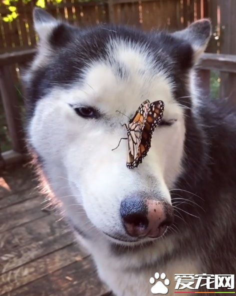 蝴蝶不请自来脸上蹭蹭 萌犬哈士奇超傻眼