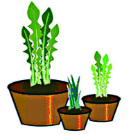 植物在太空朝什么方向生长