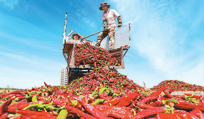 【萌喵】【转】中国辣椒年产量稳居世界第一,食辣人口超5亿——小辣椒长成大产业