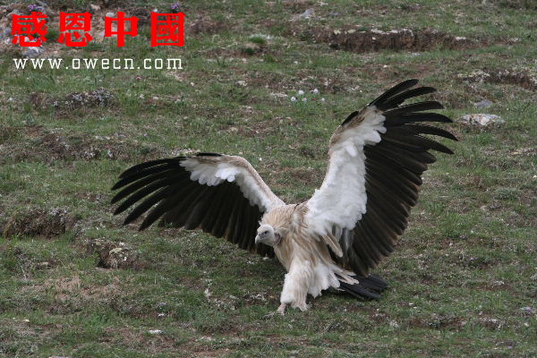青海省玉树县震前风景印象图片!