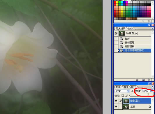 PS虚化背景突出花卉主体