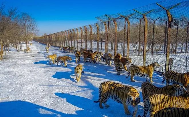 【转】哈尔滨初体验|哈尔滨4天漫游终极收藏攻略