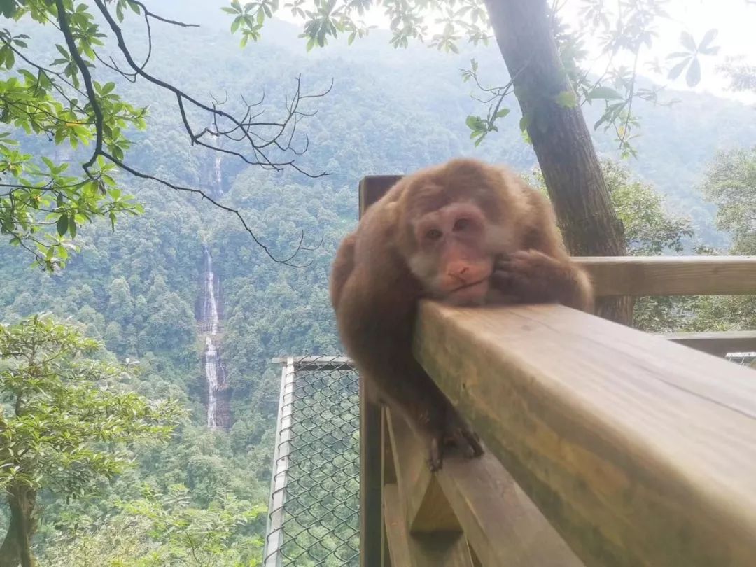 【转】初秋瓦屋山:邂逅日出和云海,感受无处安放的小激动~