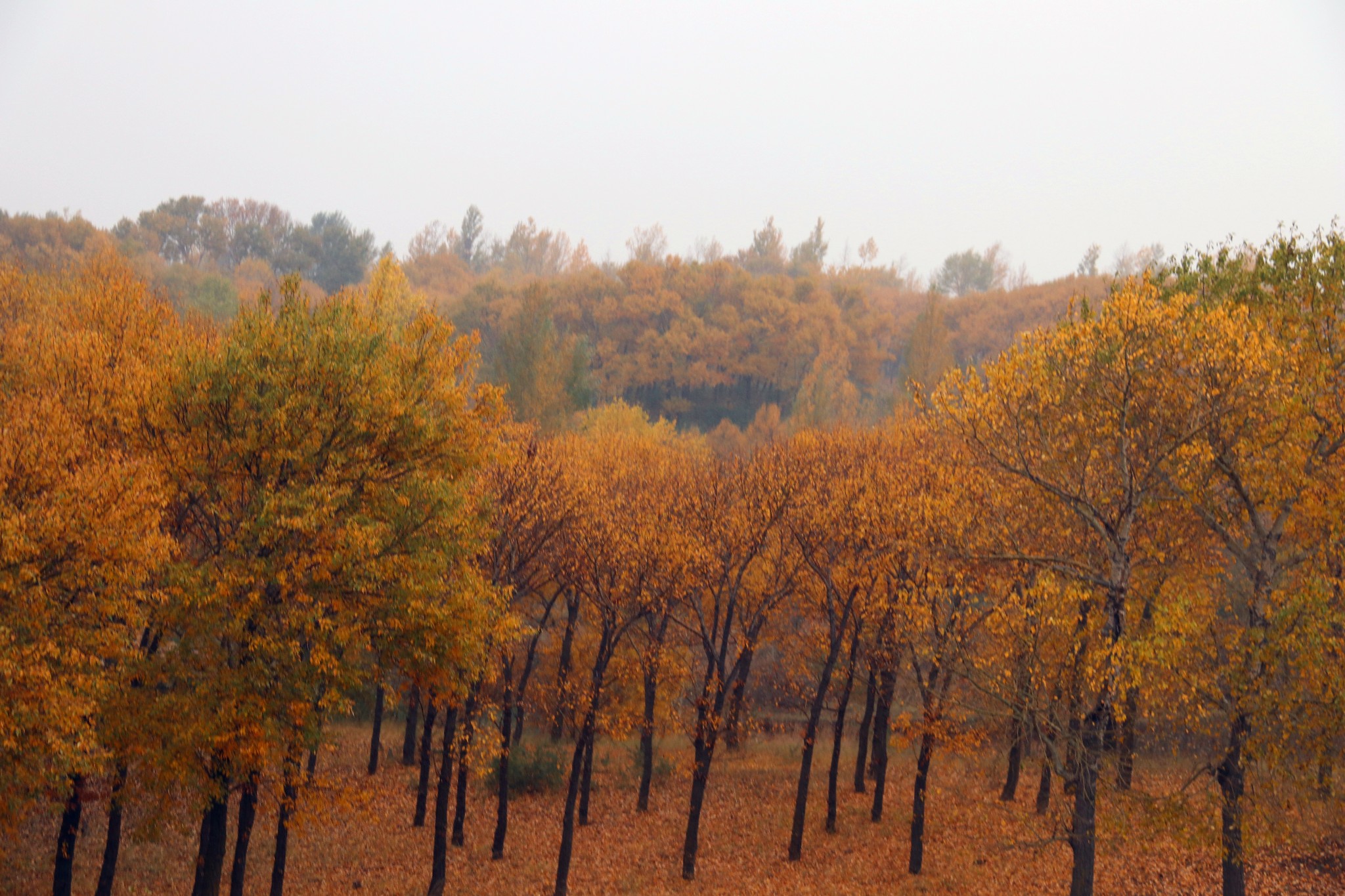 【转】内蒙+宁夏自驾游,7天行程路线供参考