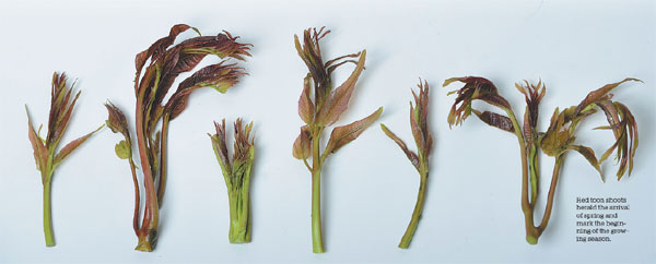 This vegetable is the taste of financial ‘freedom’ in China