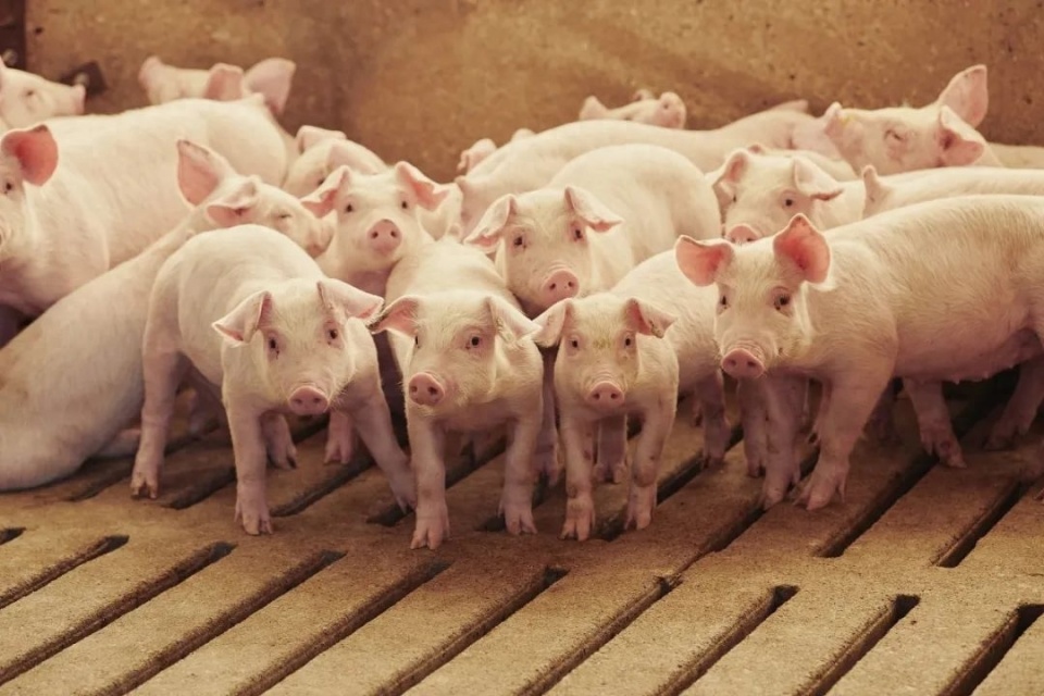 【转】负债1100亿,河南猪王急了