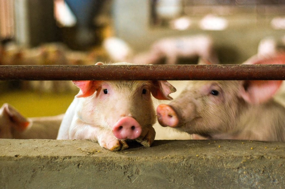 【转】负债1100亿,河南猪王急了