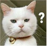 何雯娜,你到底图啥?