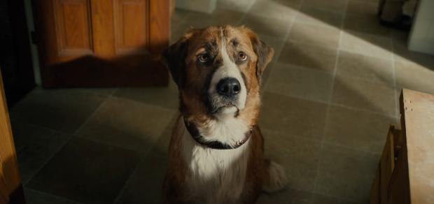 经典名著+顶级团队,演绎史上最伟大的狗狗故事