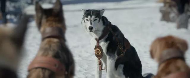 经典名著+顶级团队,演绎史上最伟大的狗狗故事