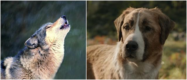 经典名著+顶级团队,演绎史上最伟大的狗狗故事