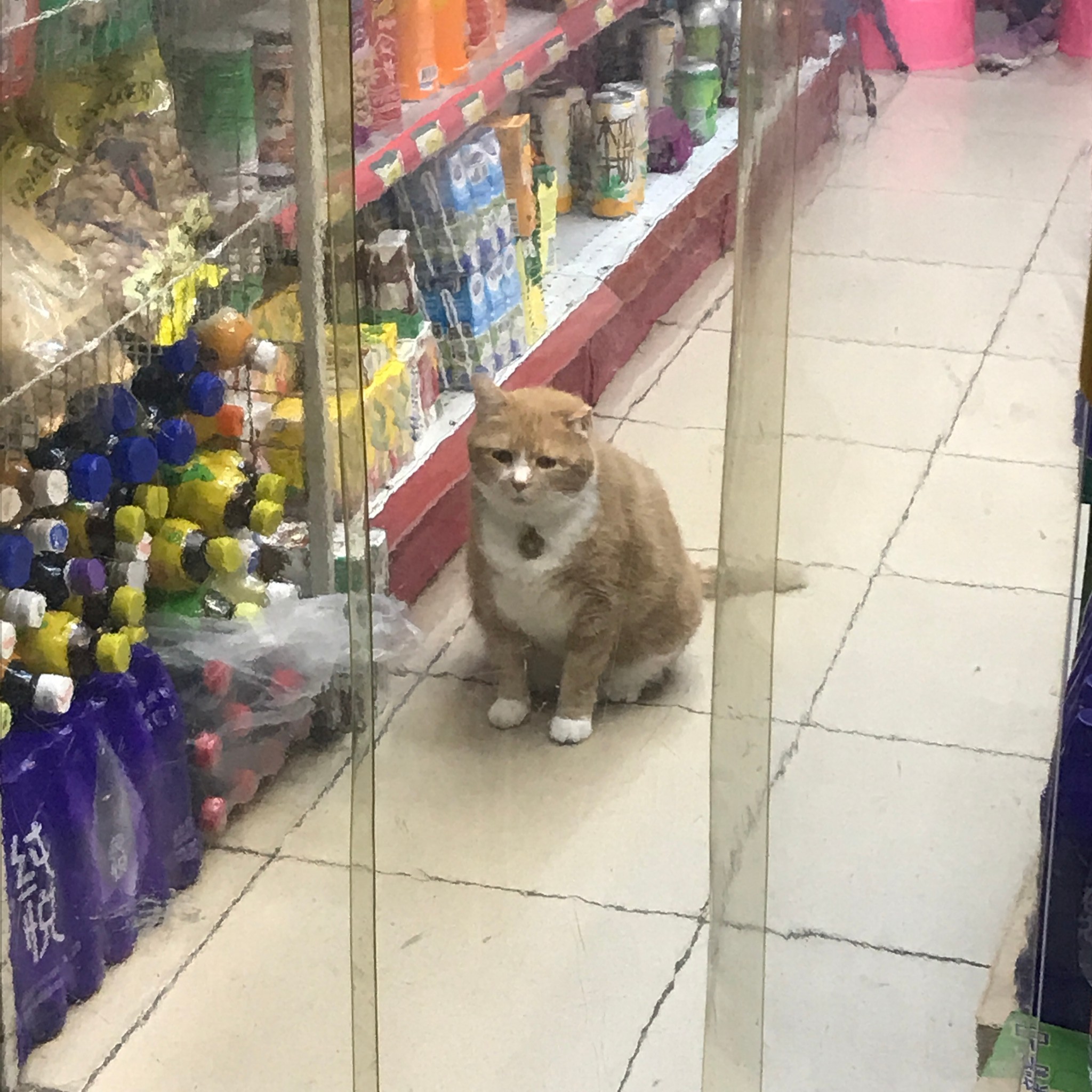 “你去广州做乜嘢?当然是食到呕啊”#广州顺德吃到扑街记#