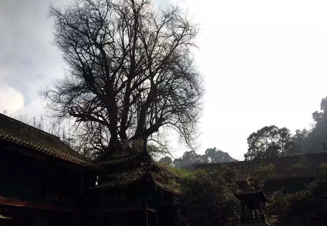 【转】青城山两日攻略,一见青城,一见倾城