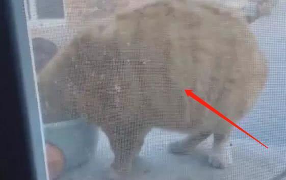 橘猫被人嫌胖,可它却倍感委屈:给你个脸盆吃饭试试!