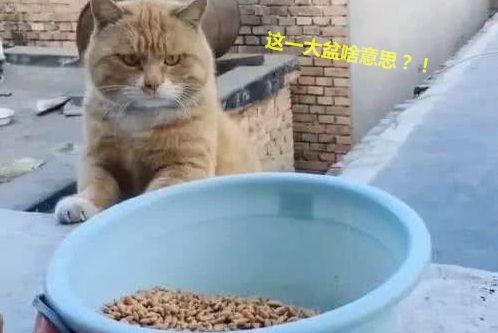 橘猫被人嫌胖,可它却倍感委屈:给你个脸盆吃饭试试!