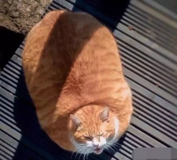 橘猫被人嫌胖,可它却倍感委屈:给你个脸盆吃饭试试!