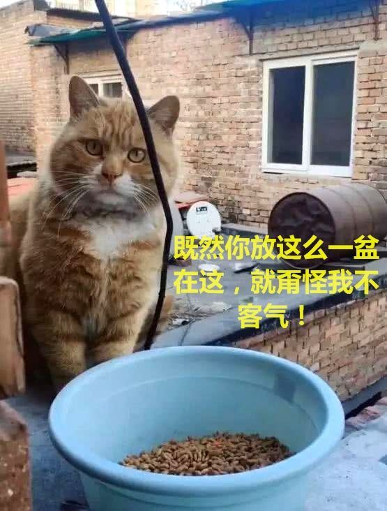 橘猫被人嫌胖,可它却倍感委屈:给你个脸盆吃饭试试!