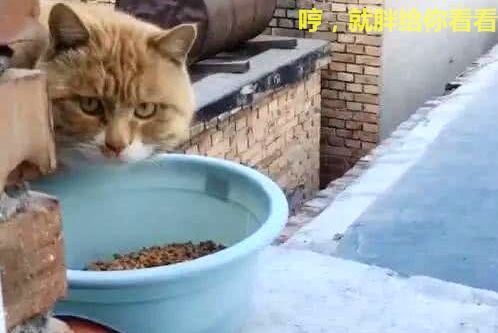 橘猫被人嫌胖,可它却倍感委屈:给你个脸盆吃饭试试!