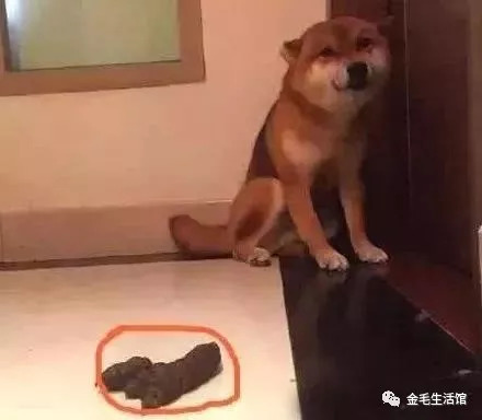 柴犬对加班回来的主人猛抛媚眼,主人掐指一算,出事了!
