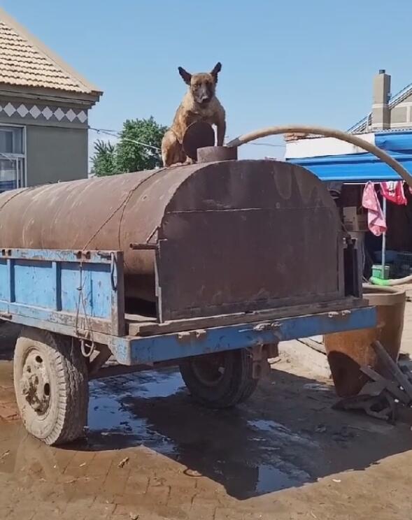 狗狗帮主人看守水车,高温脚板被烫焦,摊不上一个好主子!