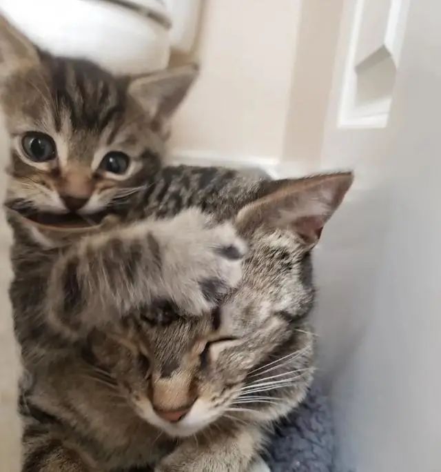 超有爱!猫幼崽仅存活一只,流浪猫妈重新振作,全心宠唯一猫宝宝