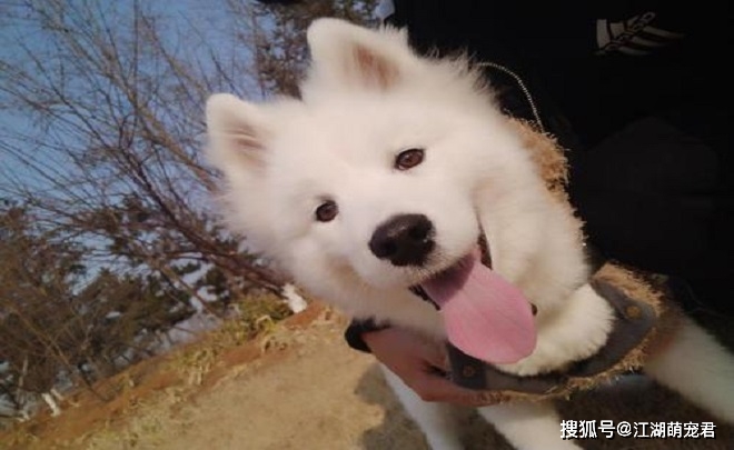 养了萨摩以后,我后悔了,因为它有7个缺点