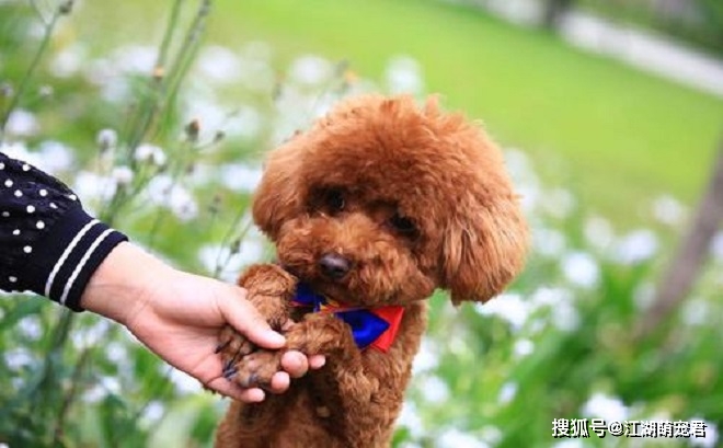 泰迪犯错怎么办?教你5种惩罚方法,有效还不伤害它