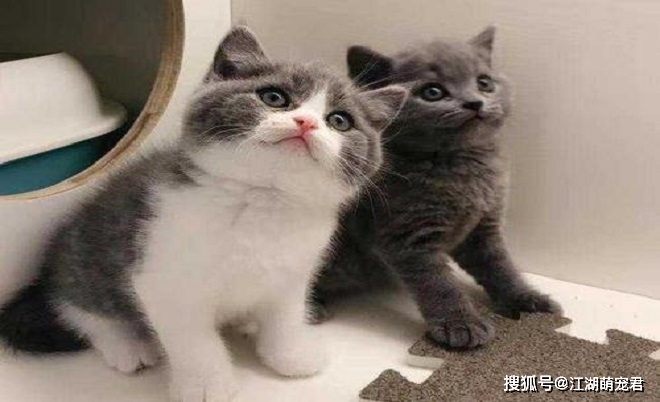 养了英短猫以后,不想养别的猫了,因为它有6个优点