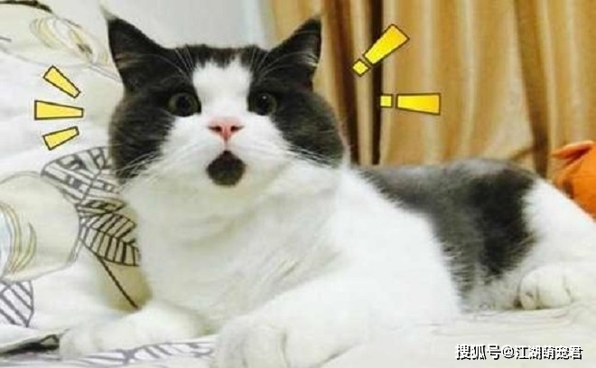 养了英短猫以后,不想养别的猫了,因为它有6个优点