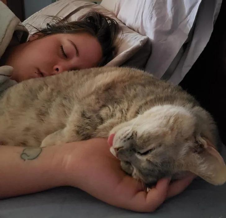 一组可爱温暖的猫咪图片:原来猫咪远比我们想象中的更依赖主人