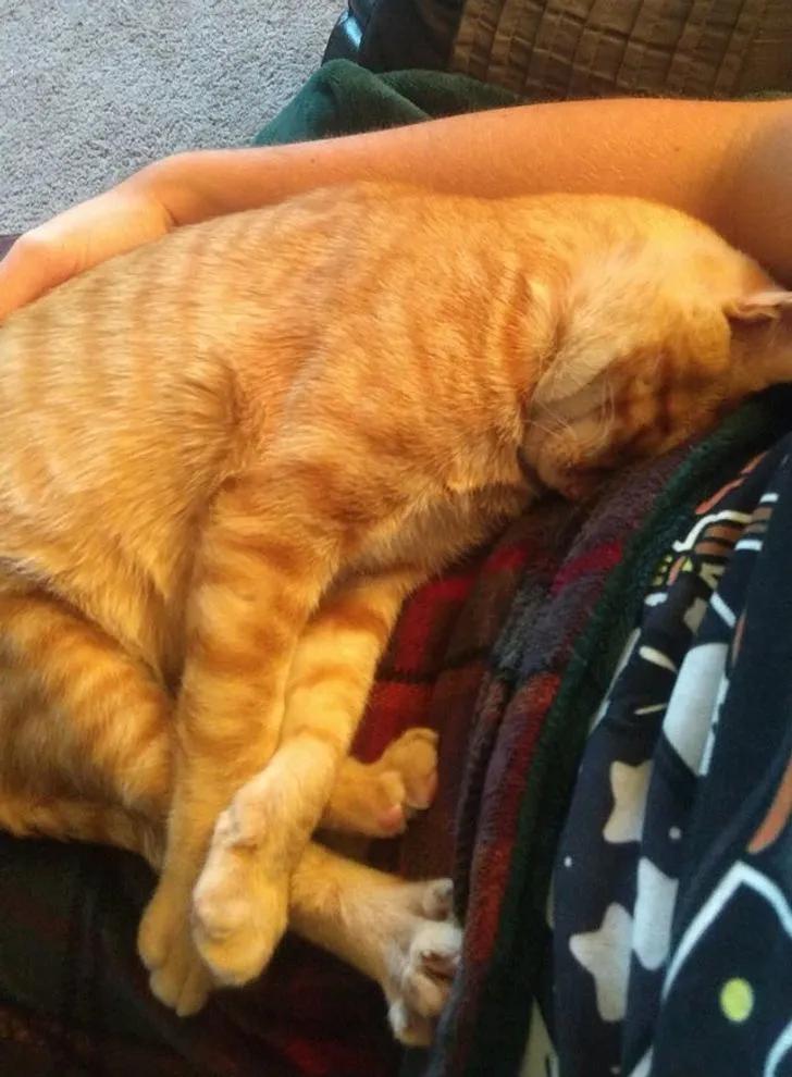 一组可爱温暖的猫咪图片:原来猫咪远比我们想象中的更依赖主人