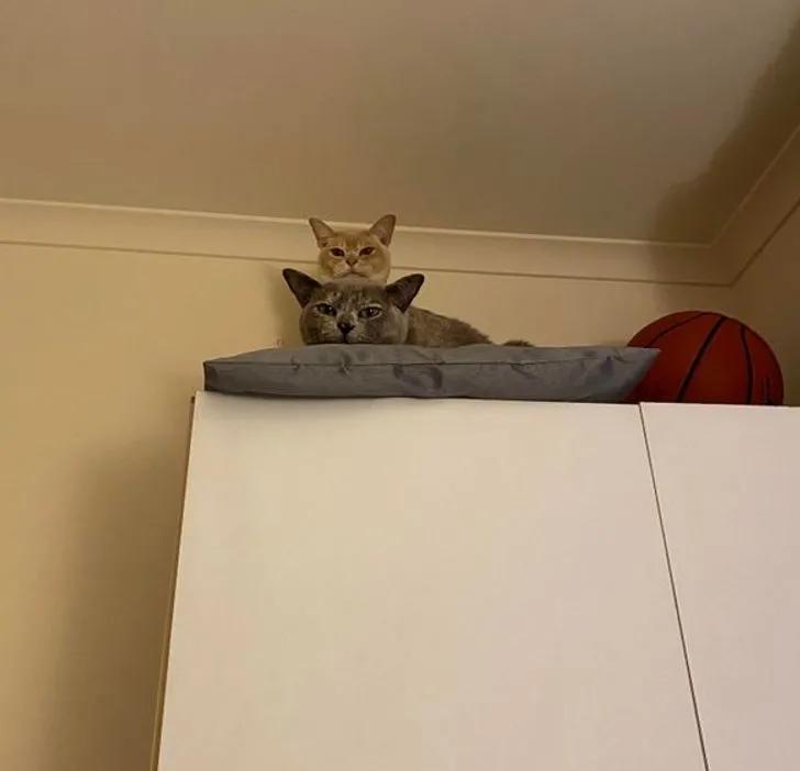 猫咪在家的迷惑行为大赏:论打发时间,我只服猫!
